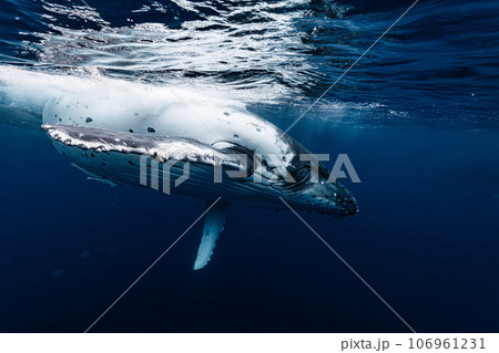 ザトウクジラ 106961231
