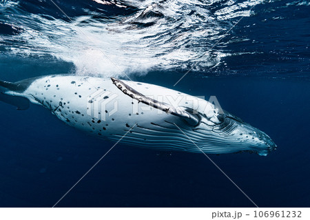 ザトウクジラ ザトウクジラ 106961232