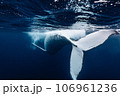 ザトウクジラ ザトウクジラ 106961236