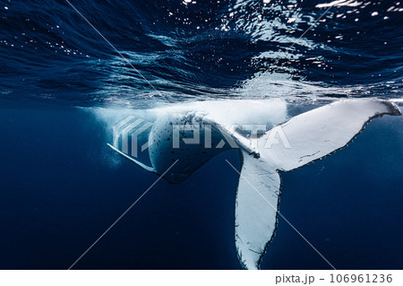ザトウクジラ ザトウクジラ 106961236