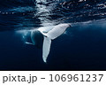 ザトウクジラ ザトウクジラ 106961237