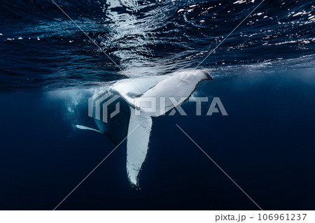 ザトウクジラ 106961237
