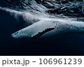 ザトウクジラ ザトウクジラ 106961239