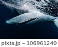 ザトウクジラ ザトウクジラ 106961240
