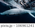 ザトウクジラ ザトウクジラ 106961241