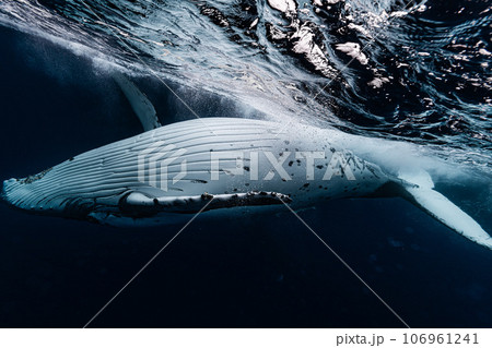ザトウクジラ 106961241