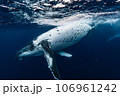 ザトウクジラ ザトウクジラ 106961242