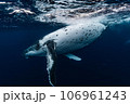ザトウクジラ ザトウクジラ 106961243
