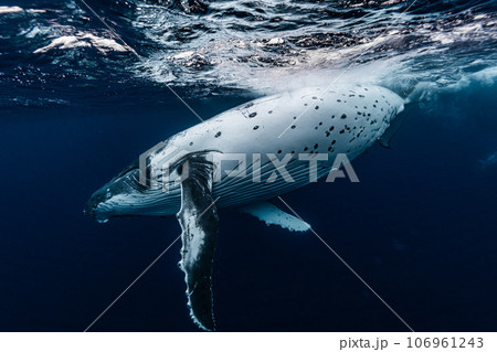 ザトウクジラ ザトウクジラ 106961243