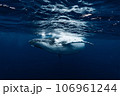 ザトウクジラ ザトウクジラ 106961244