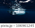 ザトウクジラ ザトウクジラ 106961245