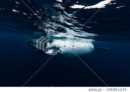 ザトウクジラ 106961245