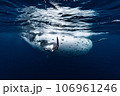 ザトウクジラ ザトウクジラ 106961246