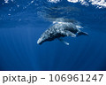 ザトウクジラ ザトウクジラ 106961247