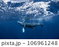 ザトウクジラ ザトウクジラ 106961248