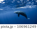 ザトウクジラ ザトウクジラ 106961249