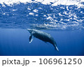 ザトウクジラ ザトウクジラ 106961250