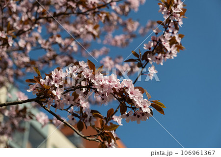 Selective focus of fowering of red-leaved plum against blue sky. Selective focus of fowering of red-leaved plum against blue sky. 106961367