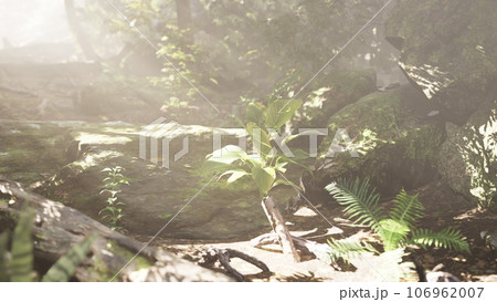 The verdant forest glows under the warmth of the sun 106962007