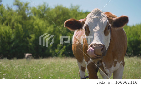 Muzzle of a thoroughbred cow from a farm. red and white spotted cow in meadow with yellow buttercup flowers. Red cow on a summer meadow. 106962116