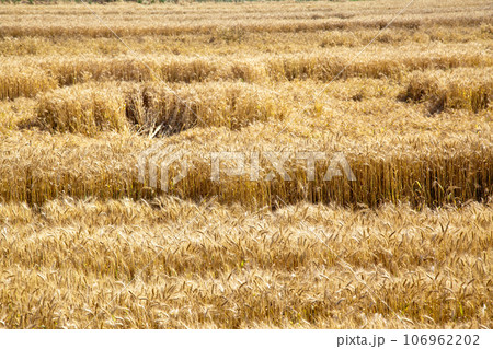 Field of yellow and ripe wheat in sunlight, wheat field at harvest time Field of yellow and ripe wheat in sunlight, wheat field at harvest time 106962202