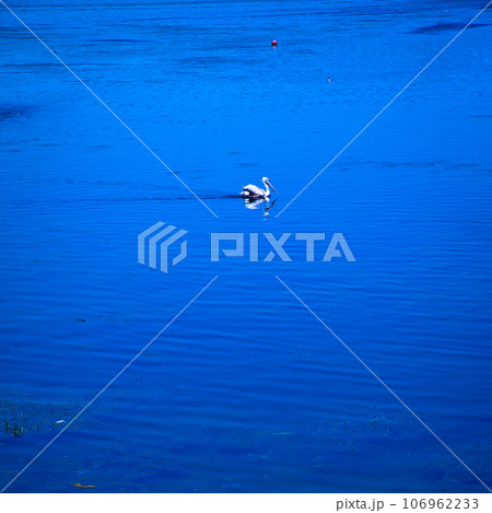 Pelican in its habitat at Ulubat or Uluabat Lake in Bursa, Golyazi Turkey 106962233