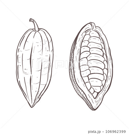 Vector illustration set of peeled and unpeeled cocoa beans. You can see seeds. Black outline of pods, graphic drawing. For postcard, design, prints, poster, stickers, menu, logo, textile, encyclopedia 106962399