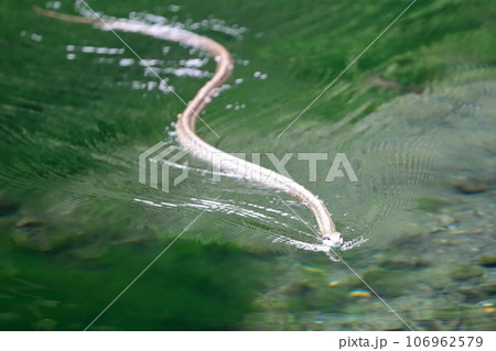 水面を這う蛇 106962579