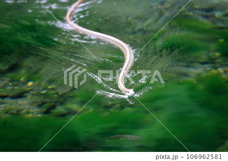 水面を這う蛇 106962581