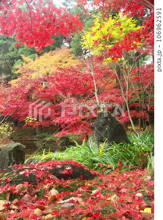 冬の日本庭園の紅葉のモミジ風景 106962591