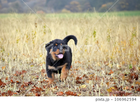 puppy rottweiler in nature 106962594