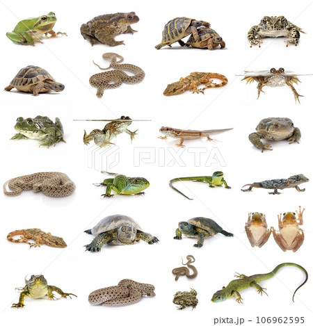 european reptiles and amphibians 106962595