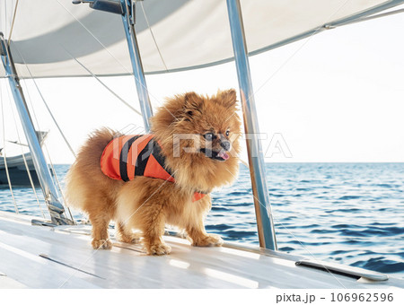 pomeranian and life jacket 106962596