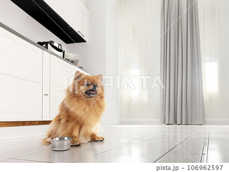 pomeranian in kitchen 106962597