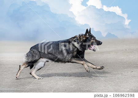 training of german shepherd 106962598