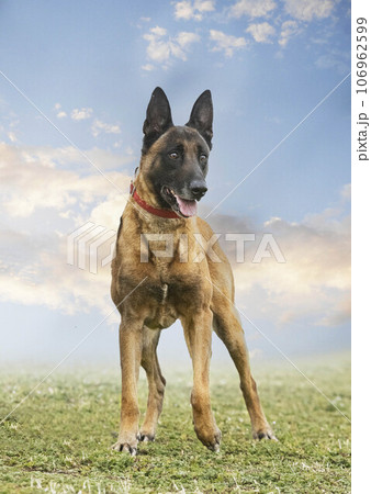 belgian shepherd in nature 106962599