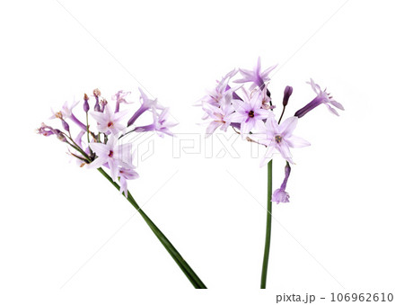 Allium roseum in studio Allium roseum in studio 106962610