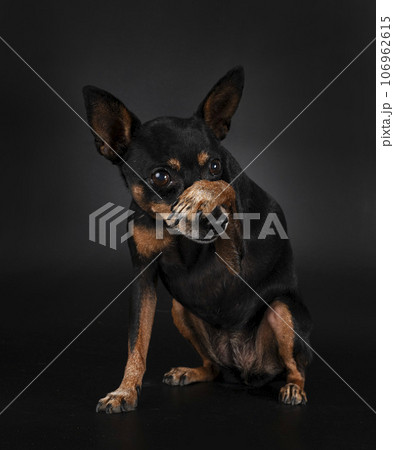 miniature pinscher in studio miniature pinscher in studio 106962615