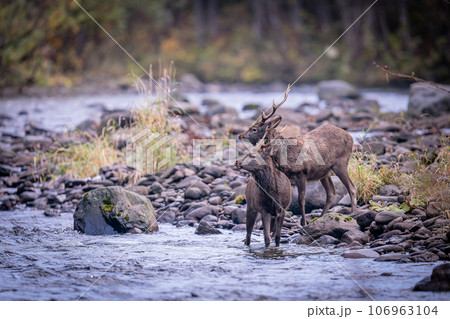 北海道の秋、渓谷のエゾシカ。 北海道の秋、渓谷のエゾシカ。 106963104