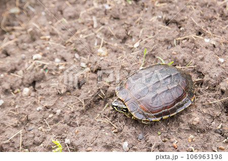 turtle on the ground 106963198