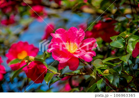冬の花【山茶花】 冬の花【山茶花】 106963365