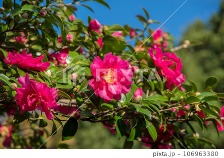 冬の花【山茶花】 冬の花【山茶花】 106963380