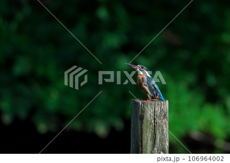 空を警戒する 空を警戒する 106964002