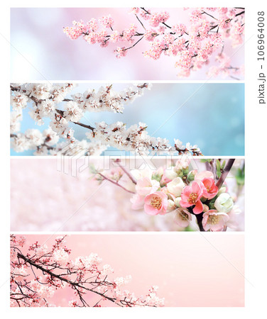 Set of horizontal banner with sakura flowers of white and pink colors. Collection of beautiful nature spring background with a branch of blooming sakura. Hanami time in Japan Set of horizontal banner with sakura flowers of white and pink colors. Collection of beautiful nature spring background with a branch of blooming sakura. Hanami time in Japan 106964008