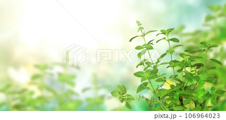 Branches of Lemon basil (Hoary basil, Ocimum africanum, Thai lemon basil). Horizontal banner with beautiful green Lao basil leaves on blurred sunny background. Copy space for text Branches of Lemon basil (Hoary basil, Ocimum africanum, Thai lemon basil). Horizontal banner with beautiful green Lao basil leaves on blurred sunny background. Copy space for text 106964023