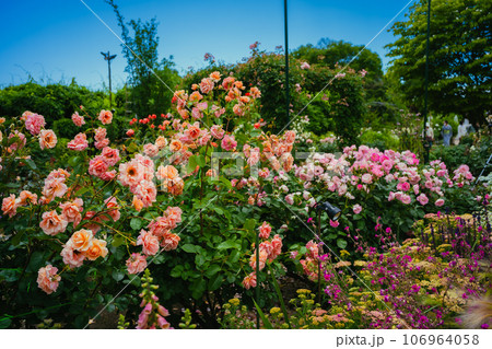ピンク色に咲く公園のバラ 106964058