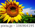 夏のひまわり 106964195