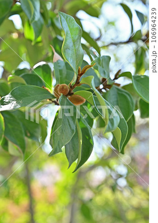 川口散歩：青木氷川神社　招神霊の木　川口市青木 106964239