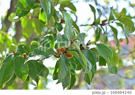 川口散歩：青木氷川神社　招神霊の木　川口市青木 106964240