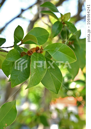 川口散歩：青木氷川神社　招神霊の木　川口市青木 106964241